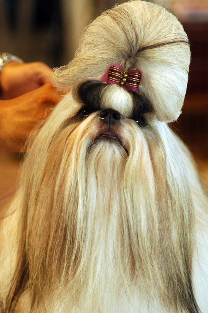 Shih Tzu tosado