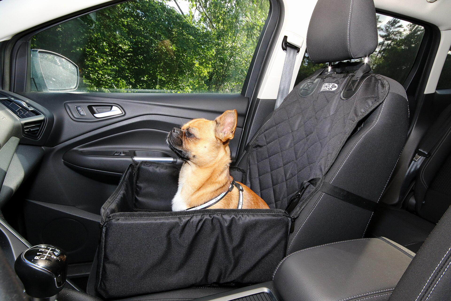 Cachorro pronto para viajar de carro com cinto de segurança